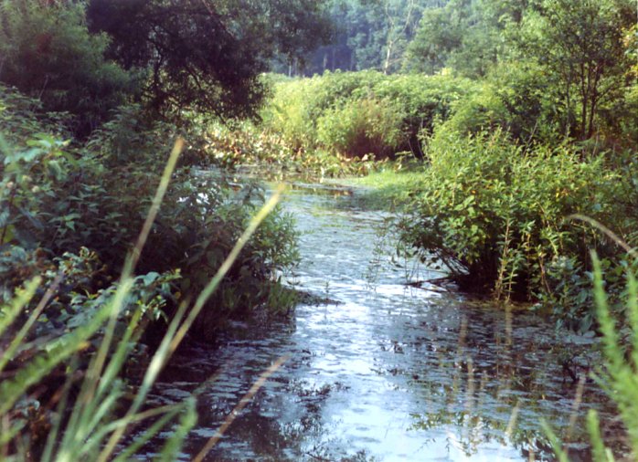 creek scene