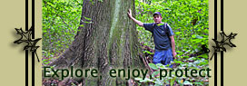 Big trees are hard to find.