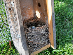 Eastern Bluebird Nest
