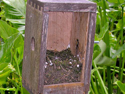 Prothonotary Warblet Nest
