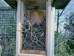 Wren Nest