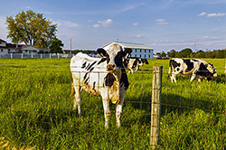 Farms