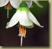 Blueberry flower