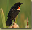 Red-winged Blackbird