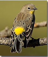 Yellow-rumped Warbler