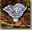 Lactarius indigo