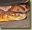 Copperhead snake
