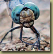 Dragaonfly face