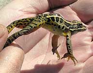 Discover cool critters close to home.