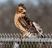 Red-shouldered Hawk by Eli Hosen