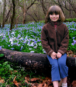 Virginia Bluebells at Merrimac Farm