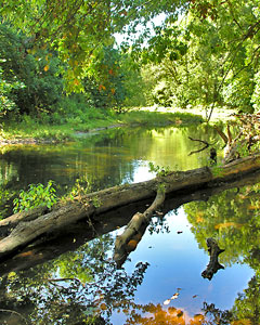 Ceder Run at Merrimac Farm Wildlife Management Area