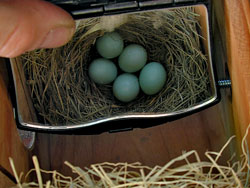 Bluebird Eggs in Nest Box