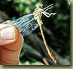 Russet-tipped Clubtail dragonfly