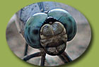 Dragonfly face