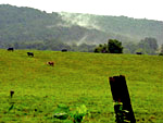 Gainesville farmland