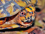 Box Turtle