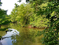 Confluence of Cedar Run and Broad Run at Dove's Landing