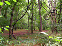 Forest, Photo Neil Nelson