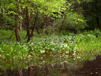 Wetland, Photo Neil Nelson
