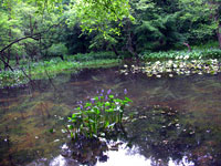 Wetland, Photo Kim Hosen