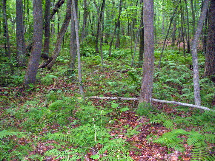 Wetland at Hellwig Park