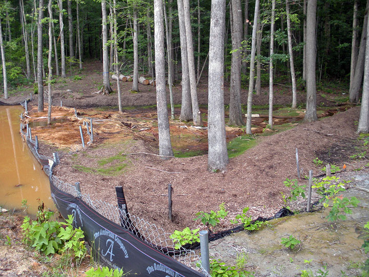 Trees are being buried