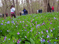 Bluebells at Merrimac Farm