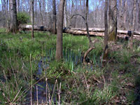 Wetland Aprl 14 2007