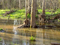 Wetland Aprl 13 2007