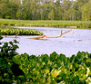 Farm Creek at the Featherstone Refuge