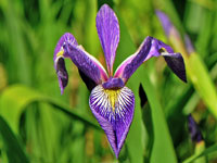 Iris Versicolor, Blue Flag