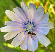 Pollinators