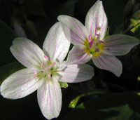 Spring Beauties, Claytonia virginica