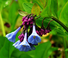 Virginia Bluebells at Merrimac Farm