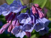 Virginia Bluebells, Mertensia virginica
