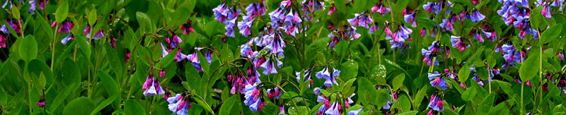Virginia Bluebellsl, Mertensia virginica