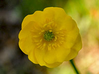 Common Buttercup