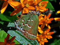 Butterflyweed with Juniper Hairstreak