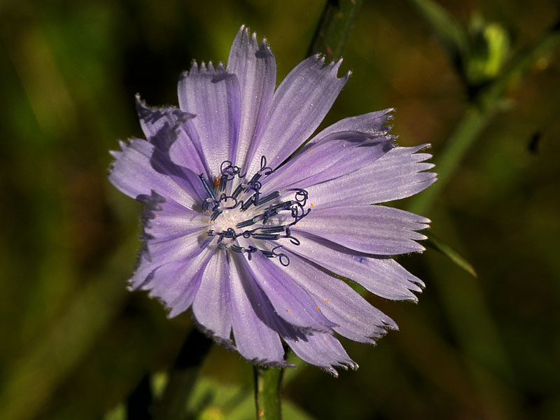 Common Chickory