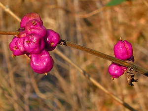 Coralberry