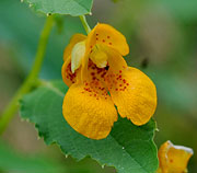 Pollinators