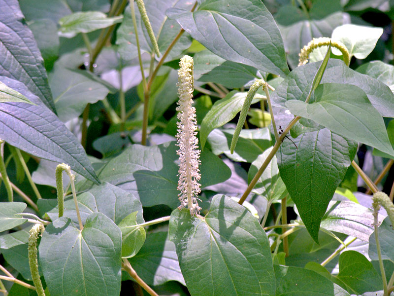 Lizard's Tail