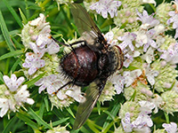 Mountain Mint with Tachnid Fly