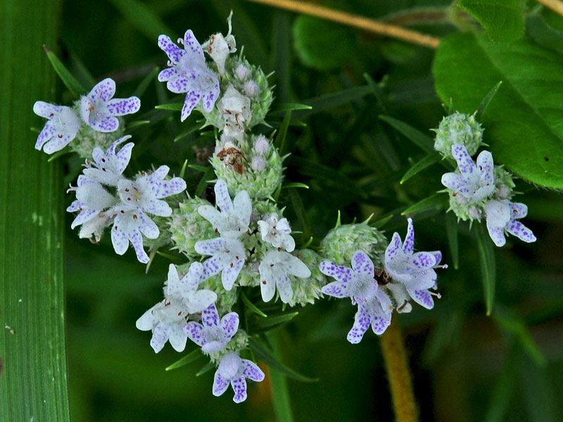 Narrow-leaf Mountain Mint