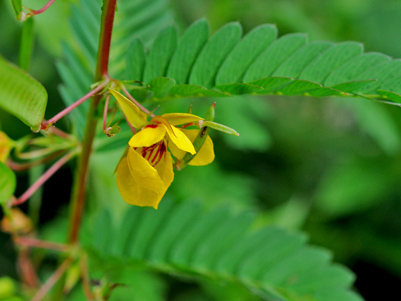 Stinging Nettle