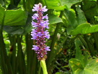 Pickerel Weed, Photo Neil Nelson