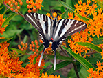 Tiger Swallowtail on Butterflyweed