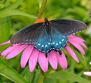 Pipevine Swallowtail on Purple Coneflower