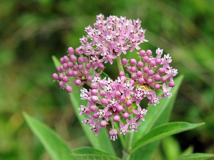 Swamp Milkweed
